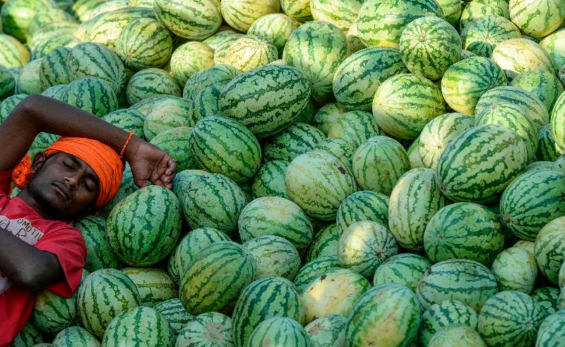A worker rests after unloading watermelons at Gaddiannaram wholesale fruit market in Hyderabad, India. AFP