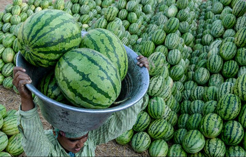 A laborer loads watermelons into a truck after the auction at Gaddiannaram wholesale fruit market in Hyderabad, India. AFP