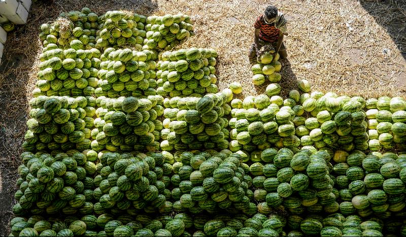 A laborer arranges watermelons before the auction at Gaddiannaram wholesale fruit market in Hyderabad, India. AFP