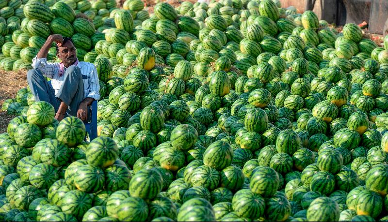 A farmer waits for the watermelon auction to start at Gaddiannaram wholesale fruit market in Hyderabad, India. AFP