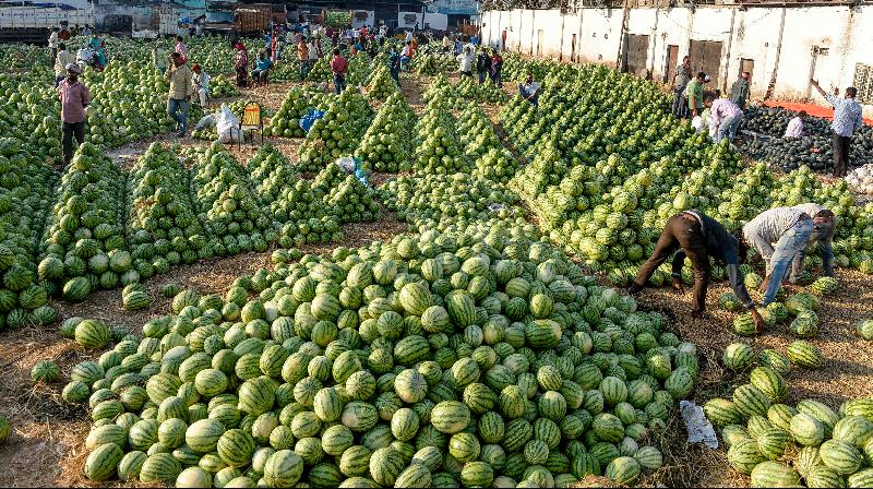Laborers sort watermelons as vendors wait for the auction at Gaddiannaram wholesale fruit market in Hyderabad, India. AFP