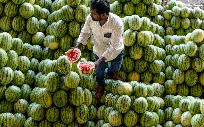 A farmer shows the quality of watermelons to vendors before the auction at Gaddiannaram wholesale fruit market in Hyderabad, India. AFP
