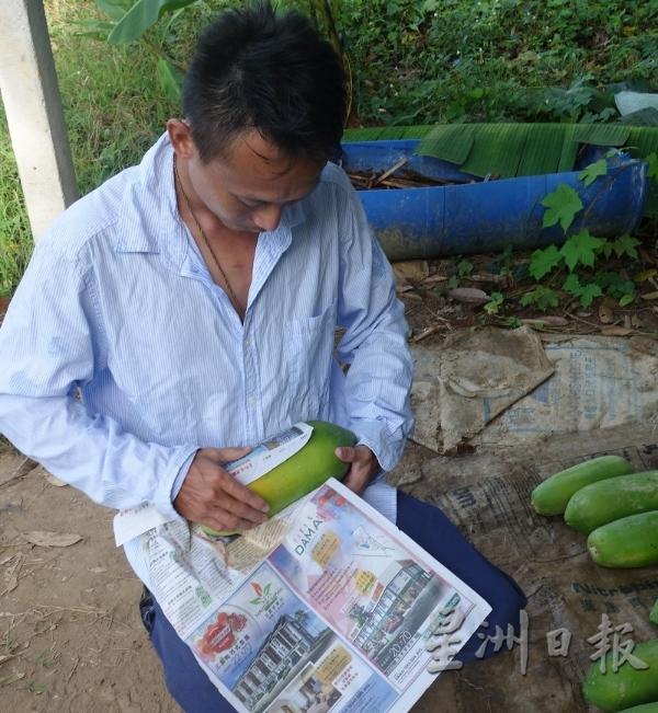 木瓜收成后还要包扎好熟果，以免运输过程磨损果皮影响卖价。（图：星洲日报）