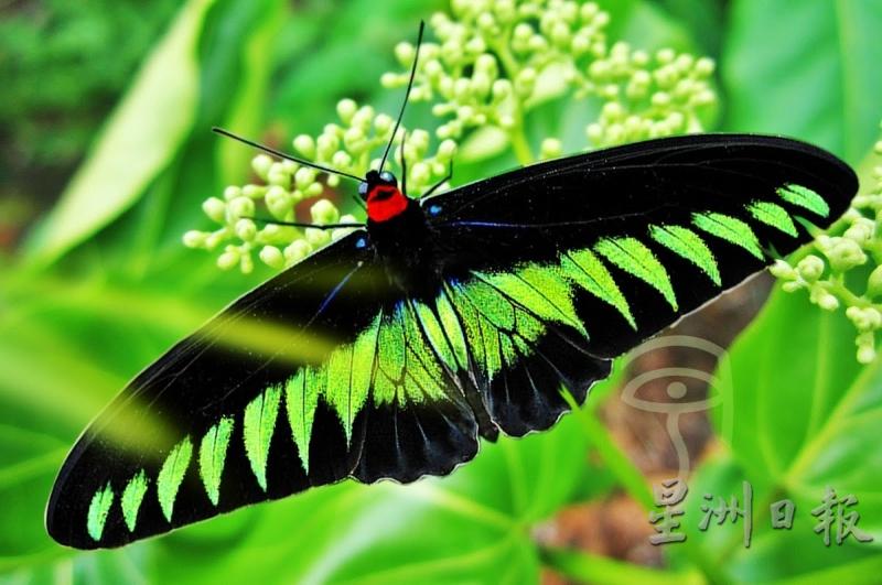 拉惹布洛克蝴蝶。