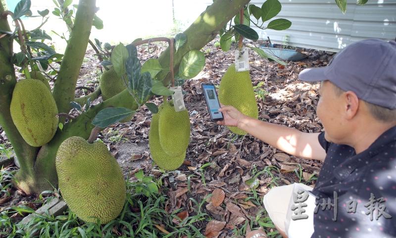 菠萝蜜因富有自己的“二维码名片”，而甫获农业部提名代表霹州竞选全国的创意革新奖。