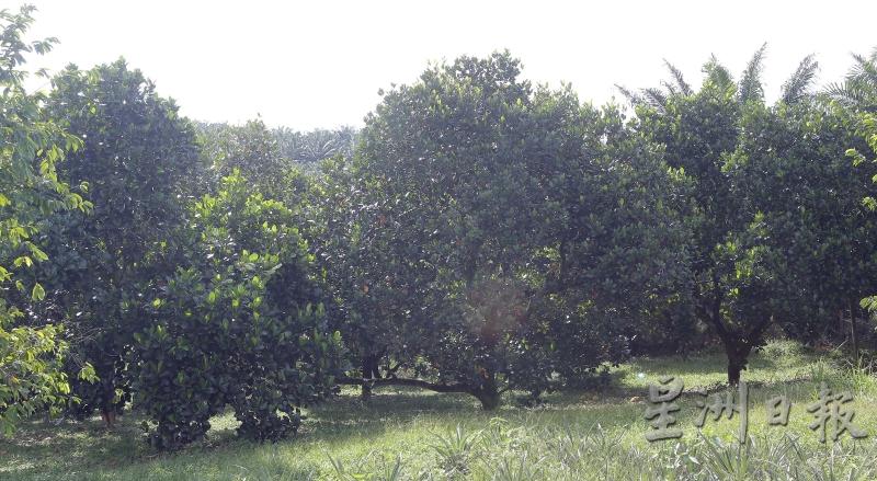 目前果园种植逾400棵菠萝蜜树，其中逾200棵果树为大树，剩余的为小树。