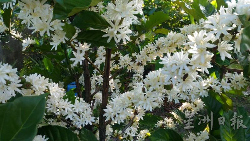 有着茉莉花香的咖啡花一般会在盛开两日后凋谢。