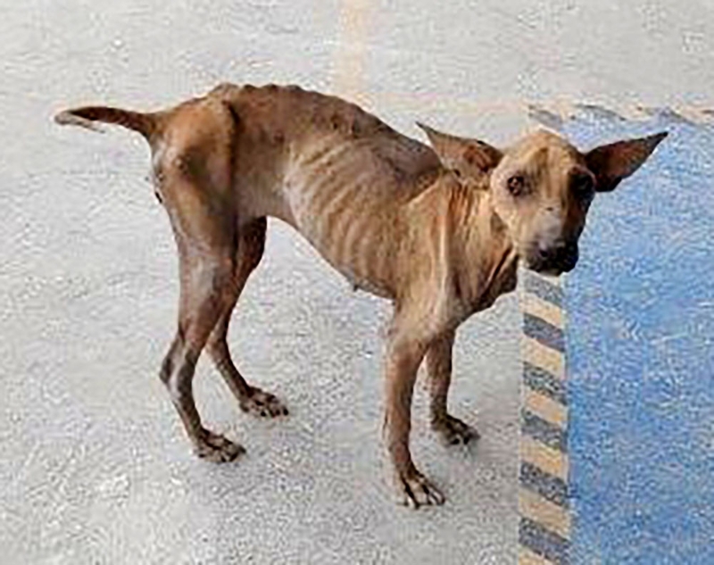雅拉遇上丝贝丽初时，它是一只严重缺乏营养和皮包骨的流浪狗。