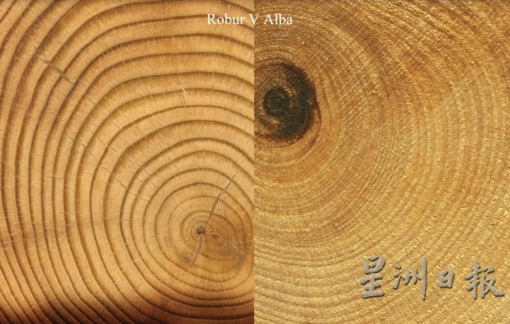 基本上，酒桶由两种不同的橡木制成，即美国白橡木（Alba，右）和欧洲橡木（robur）。

