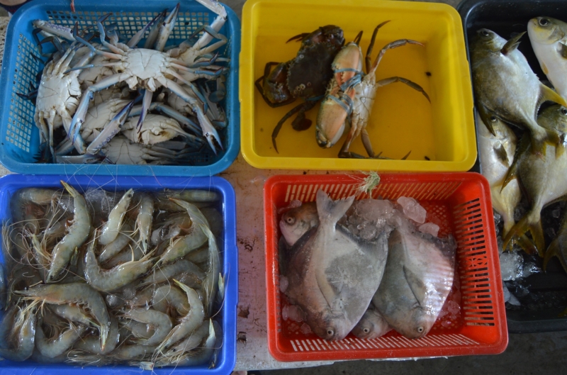 新鲜渔获，高渊港口码头越来越多人光顾。