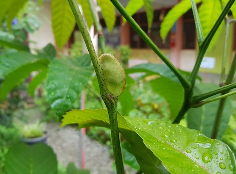 岩陀叶的豆荚子。（图：星洲日报）