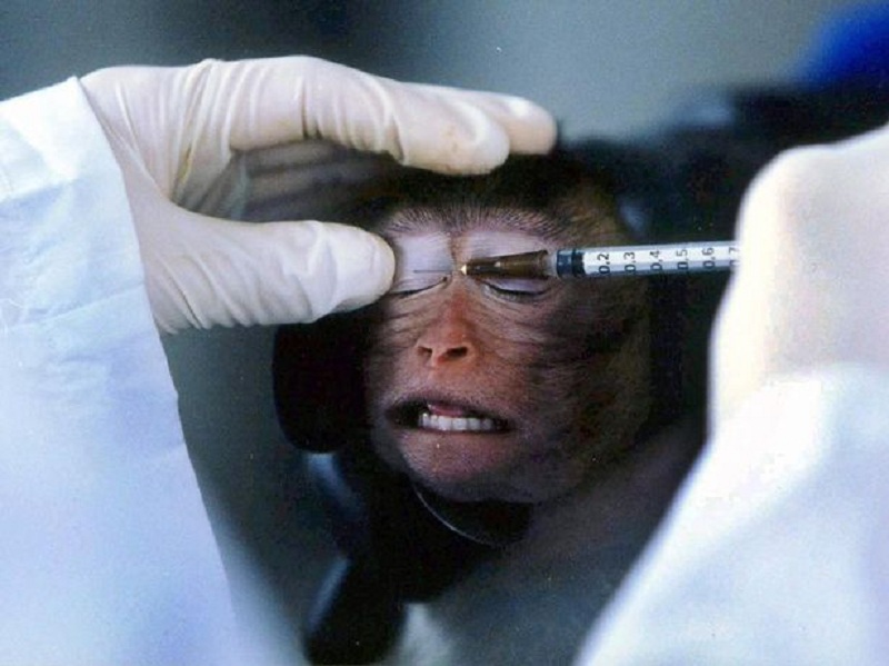 在英国，每年约有3000只猴子被用作测试潜在人类药物和疫苗的安全性和有效性。（互联网照片）