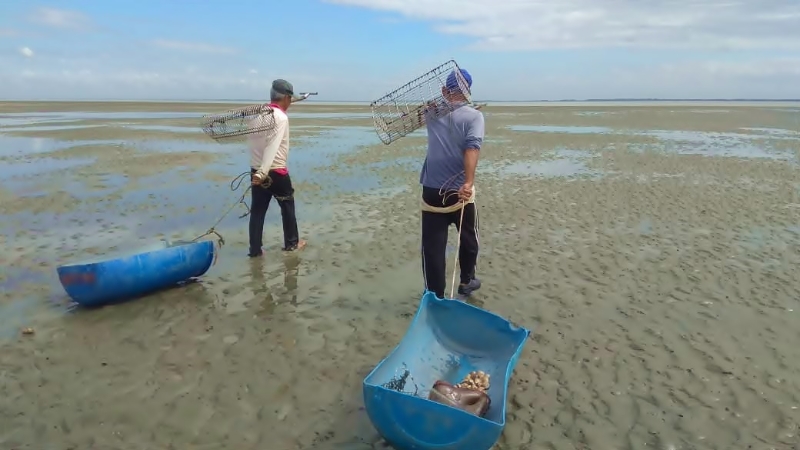 拿起铁笼耙，拖著切半大油桶，蛤蜊渔民在浅滩开工去!