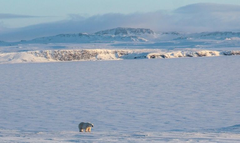 Russians living in Arctic settlements have sounded the alarm over dozens of bears entering areas of human habitation, particularly to raid rubbish dumps for food. AFP Russians living in Arctic settlements have sounded the alarm over dozens of bears entering areas of human habitation, particularly to raid rubbish dumps for food. AFP