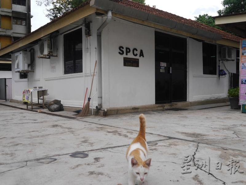 英殖民时期成立的槟岛SPCA于1993年迁入日落洞会所，至今成为动物庇护所。因空间有限，图中的猫在结扎后，如今只能被放养。（图：星洲日报）