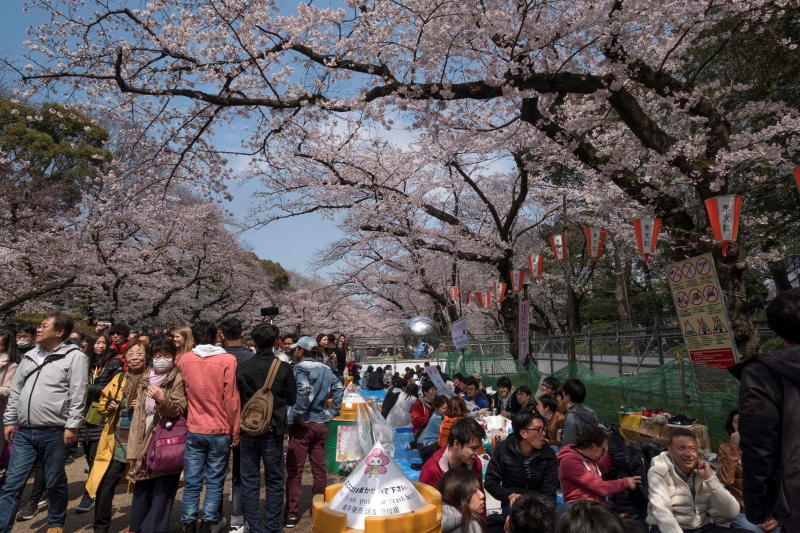 去年东京上野公园樱花节游人如织，但今年却被取消，以防新冠疫情扩散。（图：法新社）