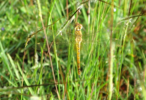薄翅蜻蜓（英文名Wandering Glider，学名Pantala flavescens）常一大群在空旷草地上巡飞，可以长时间在空中悬飞而很少停下。据研究，它们会进行长距离的迁徙。