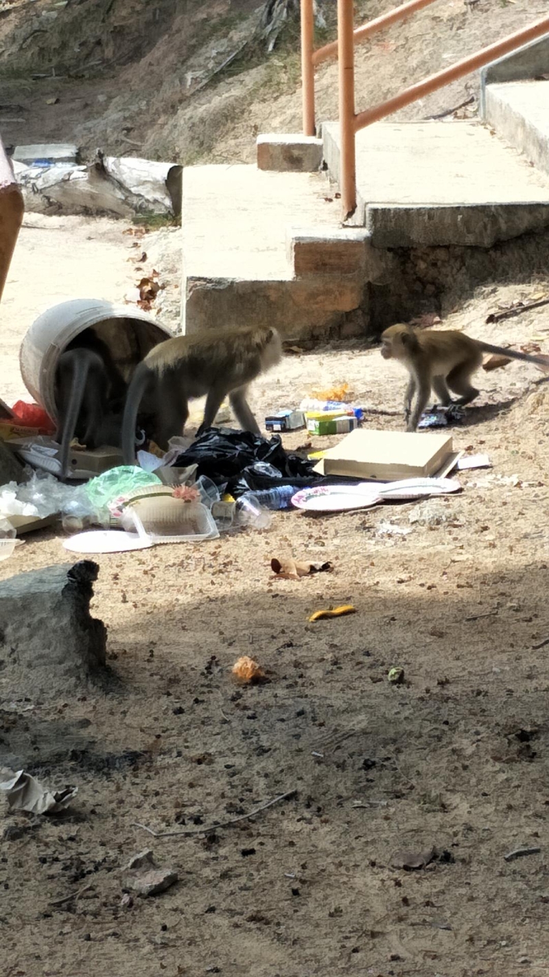 野猴在垃圾桶觅食，导致垃圾撒落满地。