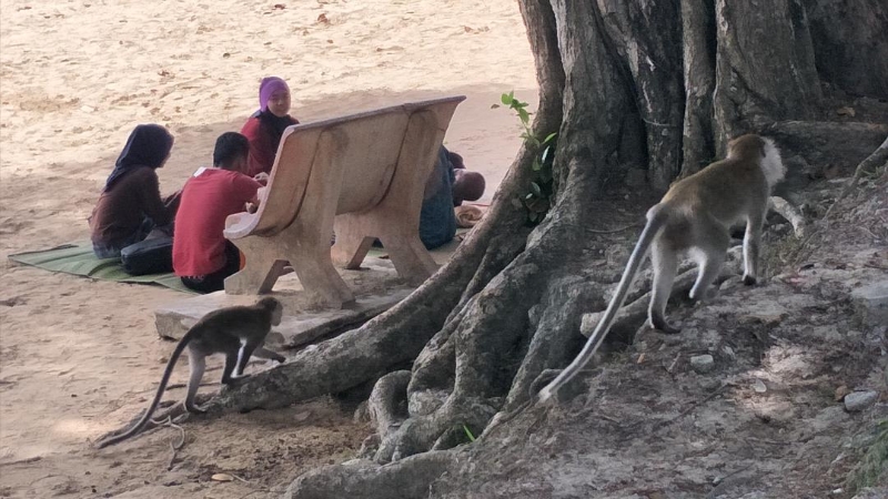 野餐人士用餐时，还得留意伺机发难抢食的野猴。
