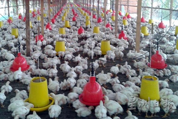 业者获悉，养鸡饲料等原料将会调涨，恐将加剧业者的难题。