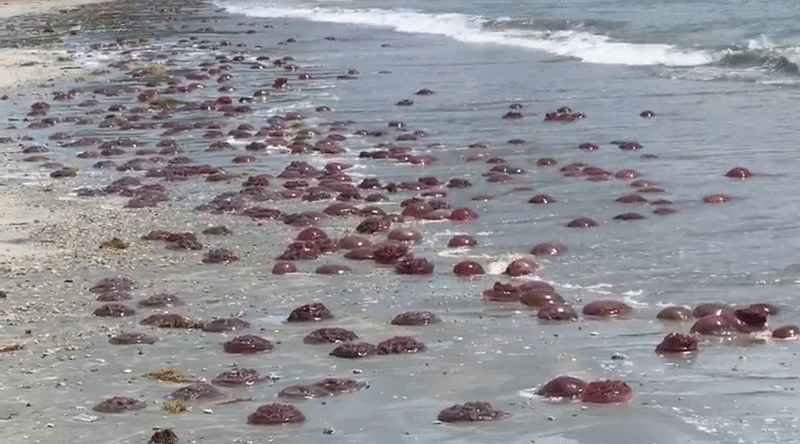 成千上万红水母漂上岸。 