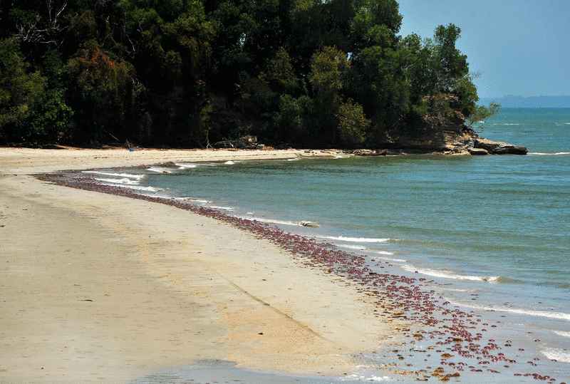 成千上万红水母漂上岸。
