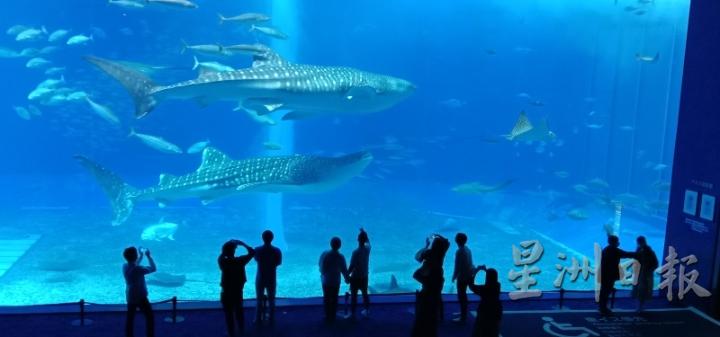 冲绳美丽海水族馆，近距离观赏鲸鲨等鱼群，颇具震撼力 。