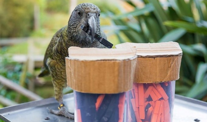 The birds were trained to associate black tokens with a food reward and orange pegs with none. AFP The birds were trained to associate black tokens with a food reward and orange pegs with none. AFP