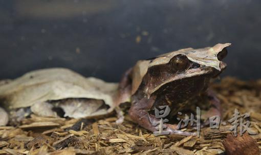 三角枯叶蛙趴着就像一叠枯叶，虽然是Non CITES动物，但是本地716法令中（表一）的受保护野生动物。