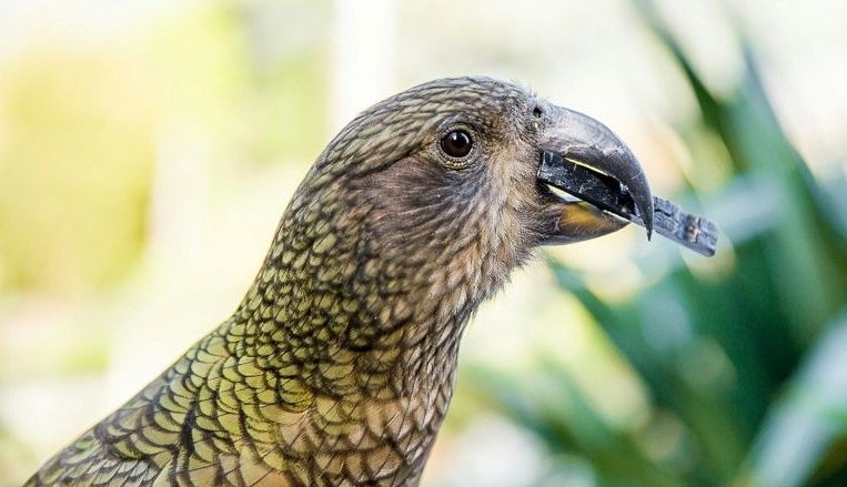 The kea is a species of large parrot native to New Zealand and renowned for their intelligence. AFP The kea is a species of large parrot native to New Zealand and renowned for their intelligence. AFP