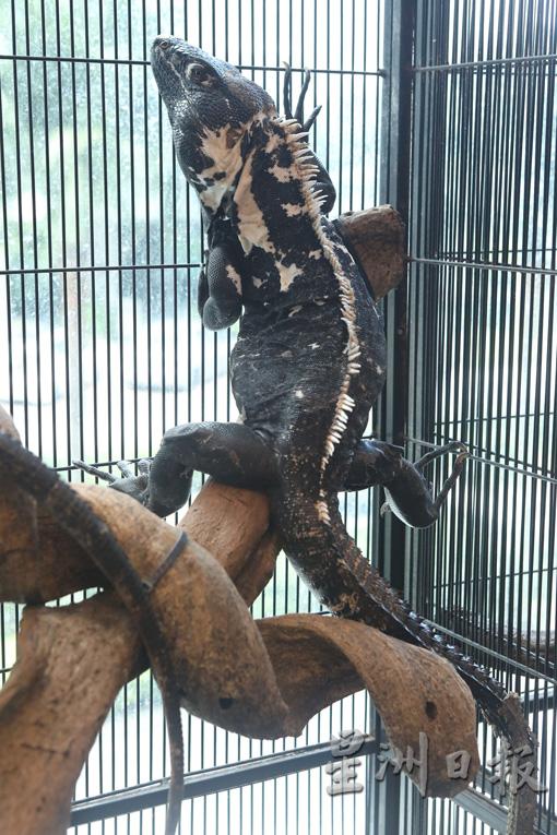 墨西哥刺尾鬣蜥体型大，千万不可随便弃养。