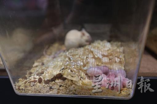 宠物蛇食用人工饲养的老鼠，确保食物来源干净。