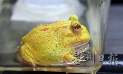 角蛙也称“Pacman frog”，因为看起来就像电脑游戏中的Pacman。