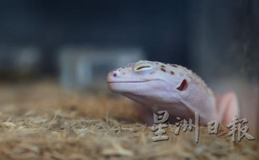 守宫（Gecko）也是壁虎，因样子看起来在瞇眼微笑而受欢迎。