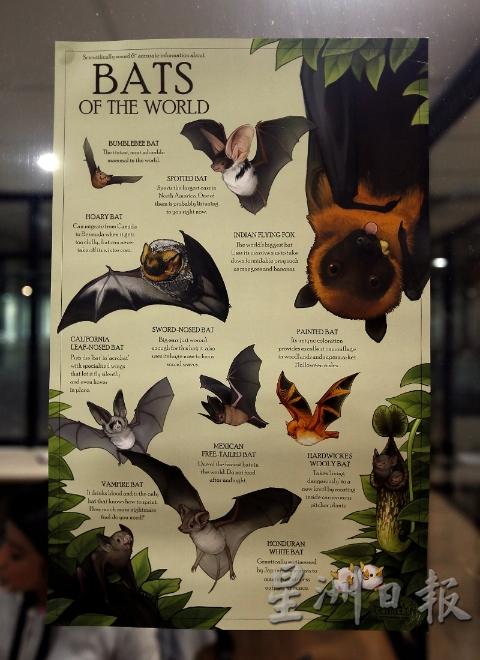 全世界有超过1000种蝙蝠，大马有记录的蝙蝠就有110种。