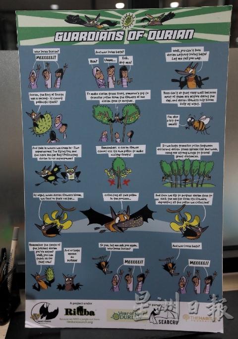 Rimba制作海报，宣导果蝠如何帮助榴梿传花授粉。