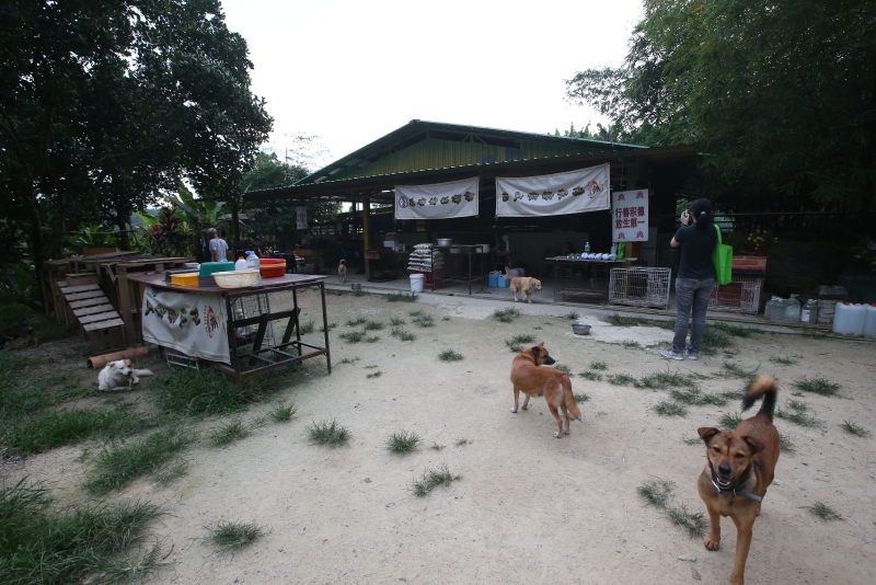 谢其胜获好心人士的帮忙，在士毛月的新住所收留82只流浪狗。
