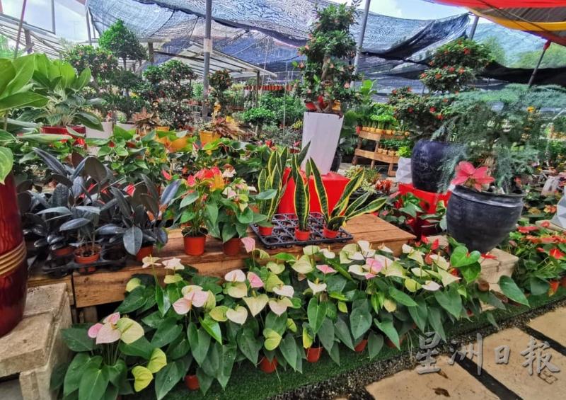 麻坡供应全国约80%的花卉市场，在冠病影响下令业者生意受挫。