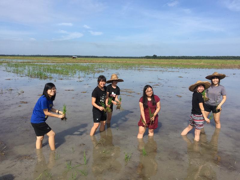 新加坡国立大学学生通过拉曼大学新村合作计划，在水闸新村参与农耕活动。