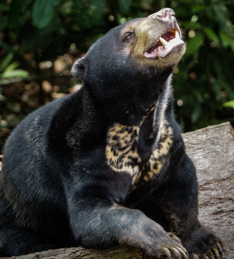 马来熊的英文名字叫Sun Bear，所以也有“太阳熊”之称，每只马来熊胸前都会有一块独一无二的熊斑。（婆罗洲马来熊保育中心提供）