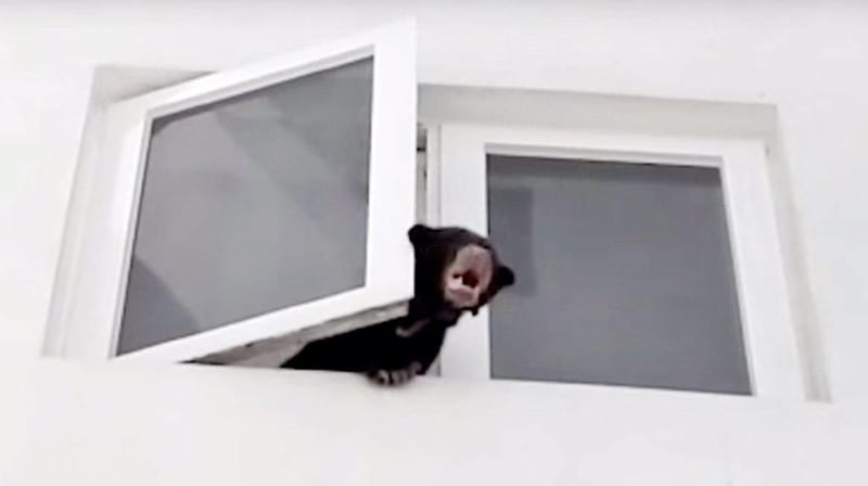 27岁歌手因在吉隆坡公寓内涉嫌非法藏有一只马来熊，遭到大马半岛野生动物保护及国家公园局逮捕。图为当时马来熊幼崽在公寓内把头伸到窗外吼叫，引起民众哗然。