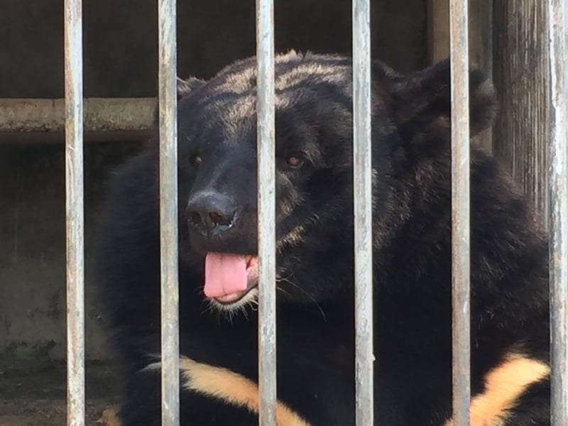在东南亚，比马来熊更常被猎杀的是亚洲黑熊。（国际野生物贸易研究组织提供）