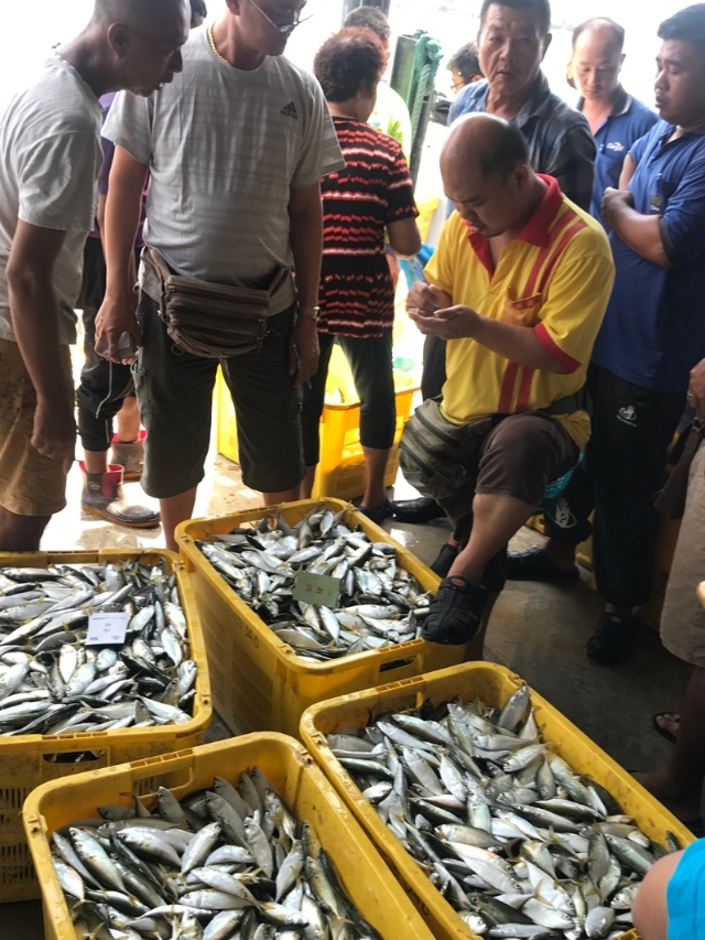 高渊港口甘望鱼批发价涨到3令吉。很多民众抢购新鲜渔获。