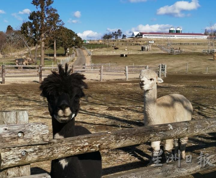 在母亲牧场内，可爱呆萌的羊驼让人越看越喜欢。

