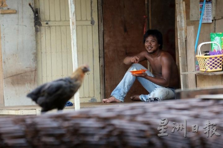 Adi Laksono在家门前饲养几只小鸟和一群小鸡，他笑说：“小鸡是拿来吃的，小鸟是拿来玩的。”