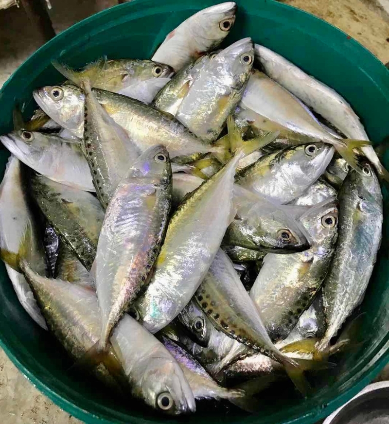 双武隆渔村每户家庭分配到10至12公斤的甘望鱼。
