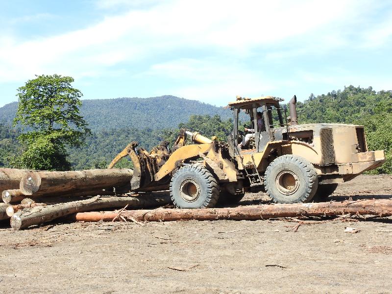 环保组织非议政府允许木材公司在行管令期间继续作业。