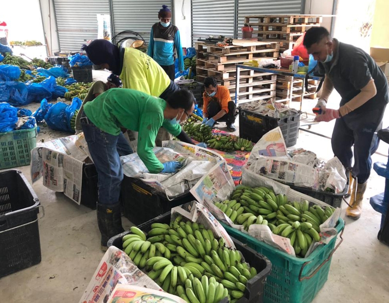 农场的员工们忙著把香蕉装篮，以便可尽快送往给前线的警员、医护人员及市议会员工。