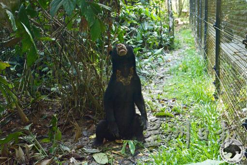 马来熊在保育中心内受到保护，不担心被非法猎杀。