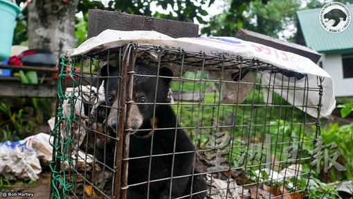 马来熊不是宠物，禁止被饲养或贩卖。